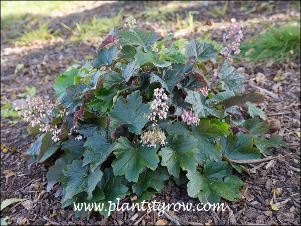 Maple Leaf Alum Root (Heuchera villosa var atropurpurea)